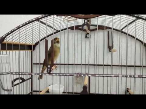 Coleiro tui tui(Fantástico)com 10 meses