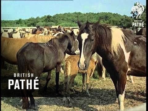 Out Takes / Cuts From Cp 629 - Reel 1 Of 4 - Virginia (1967)