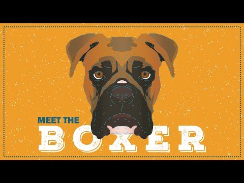 Boxer | CKC Breed Facts & Profile