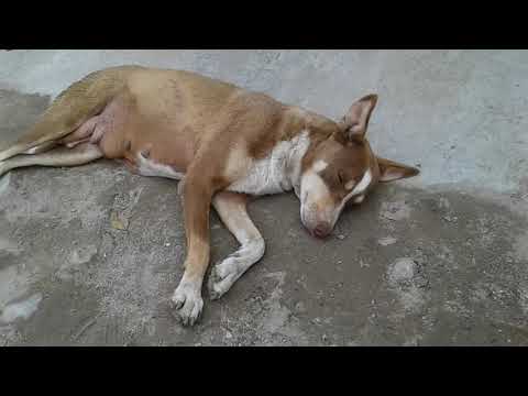 Sikandar 's Mother Laali  sleeping .