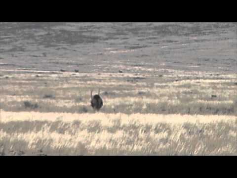 41" Oryx from Namibia
