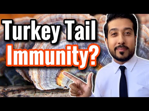Do Turkey Tail Mushrooms Work? | The CORRECT Way to Take Turkey Tail Mushroom
