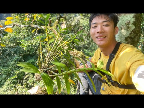 go hunting wild orchids , Hunter , go to the forest