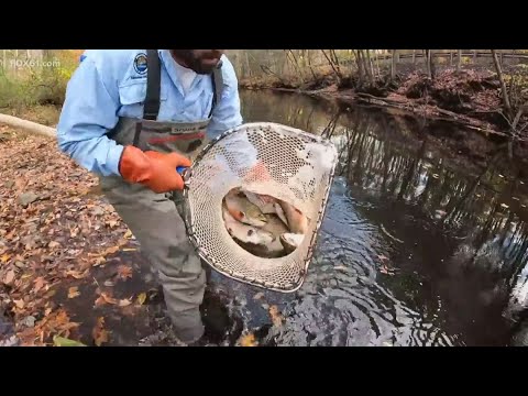 Ct Trout Stocking
