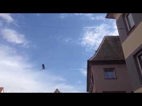 Storch über der Hauptstraße Bad Saulgau, Juli 2016