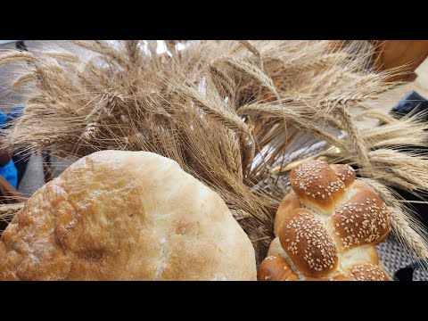 2025.08.10. Aratási ünnepély Várasfenes, Szűcs Sándor Jn. 4:31-38