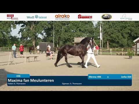 Fokdag | Ver. Friesch Paard Oost-Nederland | 12 Augustus 2025