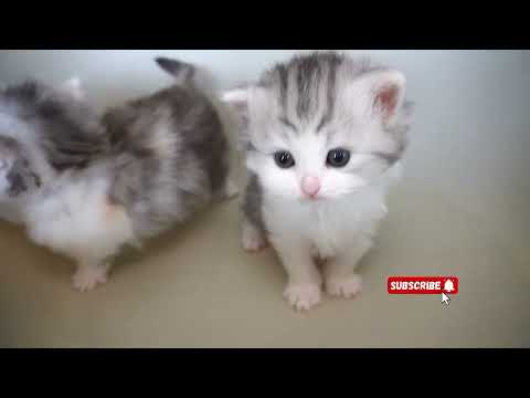 cute cat collection #cat #cute