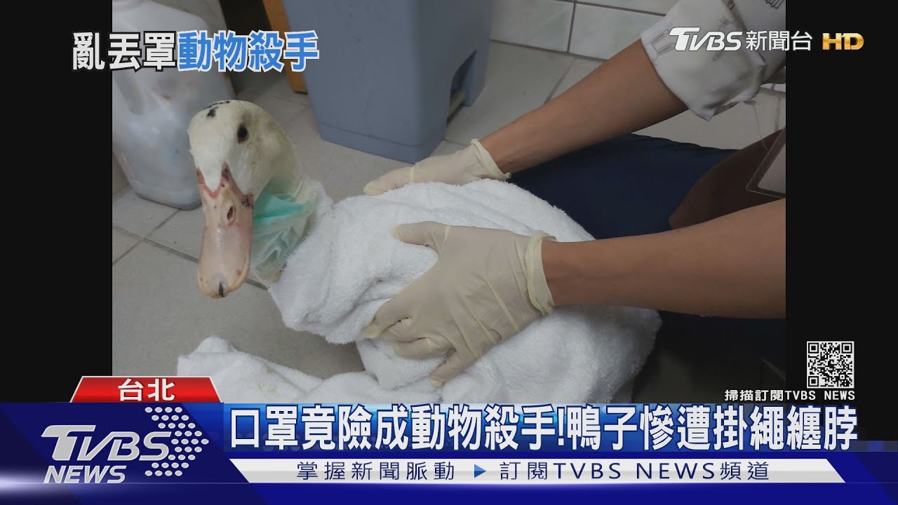 口罩竟險成動物殺手！　鴨子慘遭掛繩纏脖
