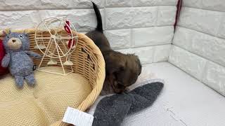 ハーフ犬の動画01