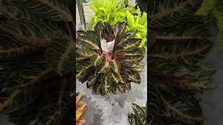 Download lagu KONTES AGLAONEMA INTERNASIONAL AT JCC SENAYAN JAKARTA #rumahtaman #aglaonema #aglonema mp3