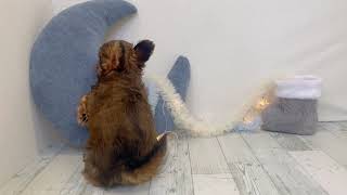 ハーフ犬の動画01