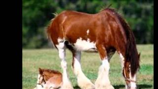 Paloma Querida Luis Miguel