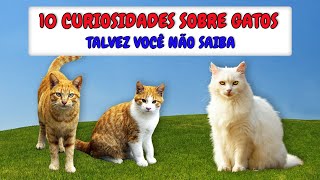 Top 10 Curiosidades Sobre Gatos que Talvez Você não Saiba #01