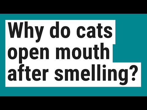 Why do cats open mouth after smelling?
