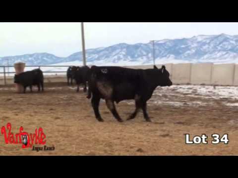 VDAR 2013 Bull Sale Lots 30-39