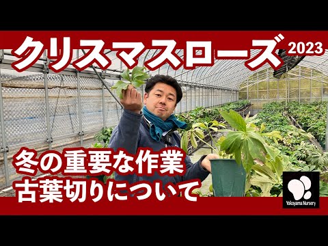 ヘレボルス ニジェール