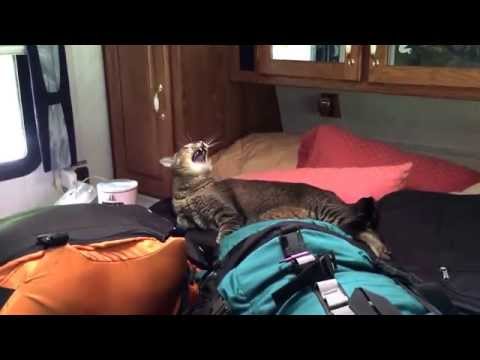 Riven - Our Traveling Cat