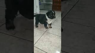 Australian Collie Puppies Videos