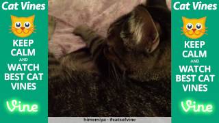 Funniest Cat Vines #30 - Updated August 10th, 2015