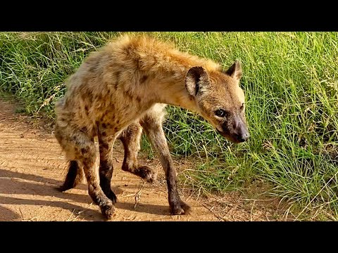 How Hyenas Live After A Lion Attack