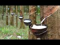 How Natural Rubber Latex Is Extracted From Millions Of Hevea Trees