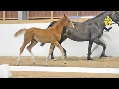 SWB Elitfölauktion 2015 - 32. Darco Baloa P e. Balou - Darco