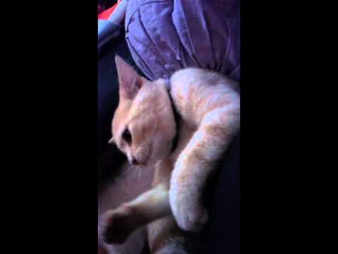 Cat play with his own tail . Cute !