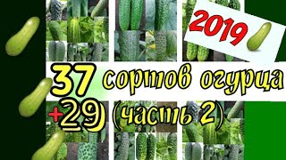 Сорт Огурцов Монолит Отзывы Фото Сорт Огурцов Монолит Отзывы Фото