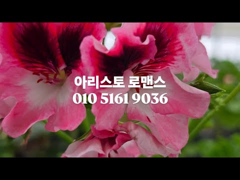 ♡♡2026년 7월1일 입니다 제라늄 분양합니다 010 5161…