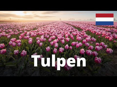 TULPENFELDER in Holland FOTOGRAFIEREN! So schön!