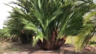 Sylvester-Reclanata (Cross Pollinated) Palm/Rare Palm