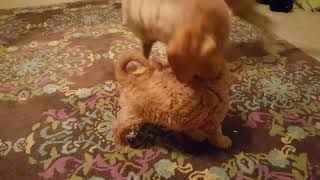 Roxcy teaching Sugarplum to play