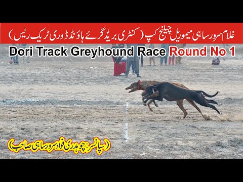 Dogs Race || Dori Track Race || Round # 1 || Muhammad wala Fsd || 20-01-2026 #dog