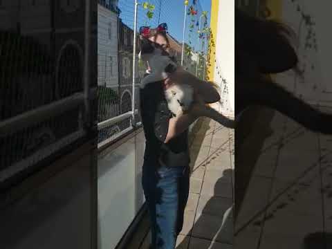 Cats Cafe Karlsruhe - Wiedereröffnung leider verschoben  :-(