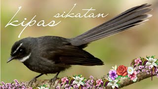 Download lagu MASTERAN GACOR & PIKAT SIKATAN KIPASAN KIPAS SUARA PANCINGAN PARK KICAU SUARA BURUNG 3 mp3 Download lagu MASTERAN GACOR & PIKAT SIKATAN KIPASAN KIPAS SUARA PANCINGAN PARK KICAU SUARA BURUNG 3 mp3