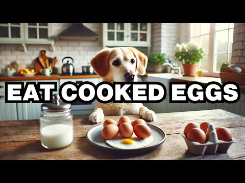 Can Dogs Eat Bacon Grease? Explained