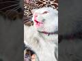 Angry Cat Sound Angry Cat Sound Shorts Catsounds Youtube Youtubeshorts