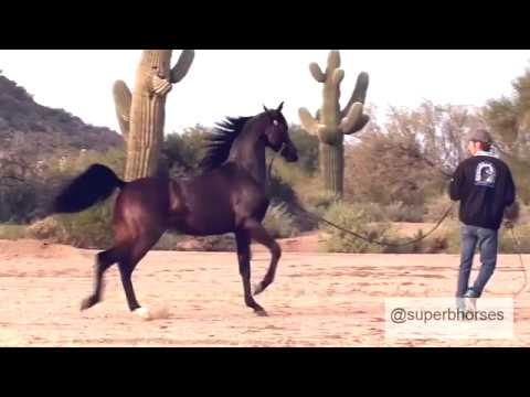 "Soul of Marwan AS", By "Marwan Al Shaqab".