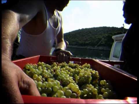 Jelsa, the Heart of Hvar Wine Country in Croatia: The Andro Tomic Winery