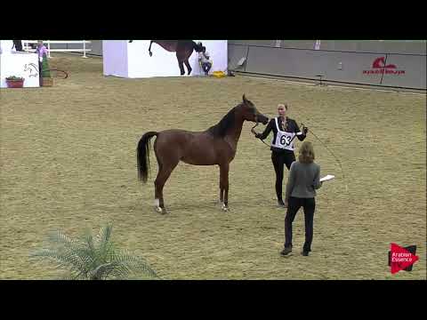 N 63 MYESHA AL SHAQAB   2019 Al Shaqab Arabian Horse Show Festival   Fillies 2 Years Old Class 3B