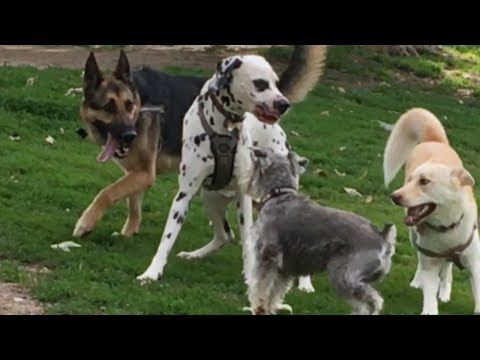 German Shepherd Protects Schnauzer from a Dalmatian