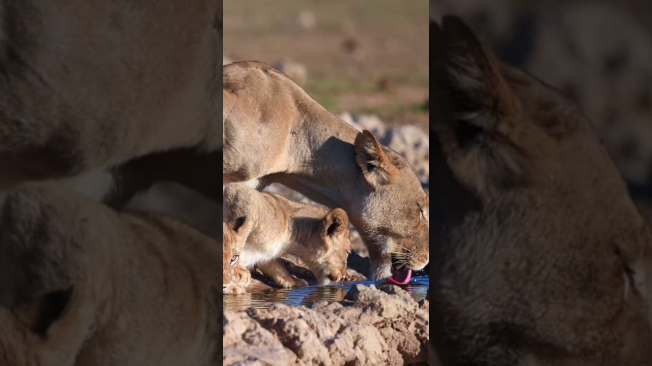 Audrey Delsink - What does animal sentience mean to you? part 1