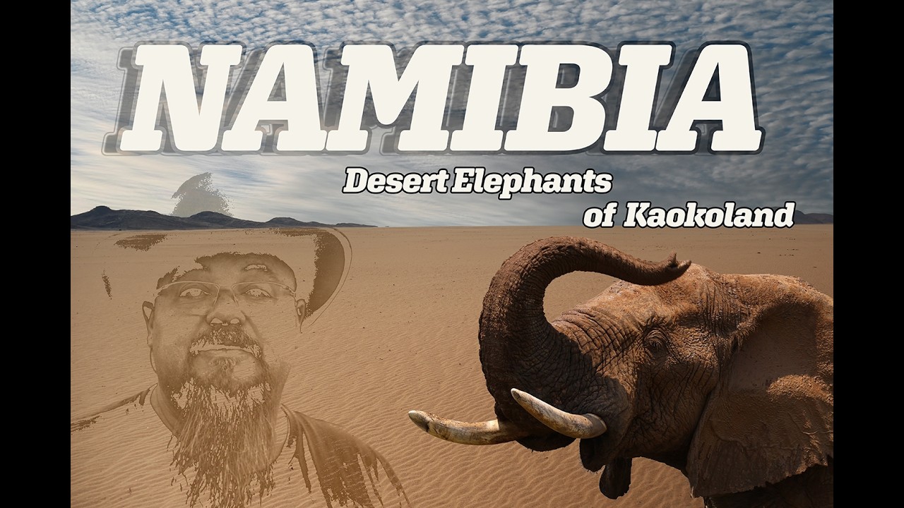 Desert elephant in the Puros Canyon, Kaokoland, Namibia.