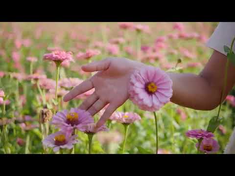 Música calmante para o coração