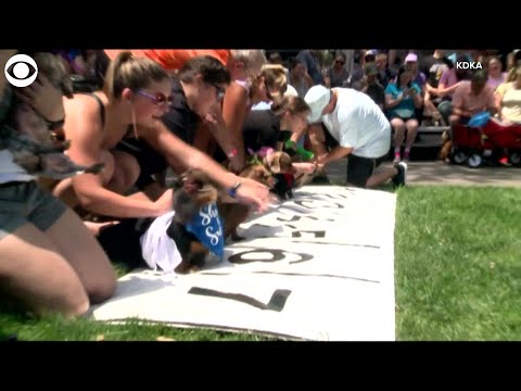 WEB EXTRA: Dachshund Dog Race