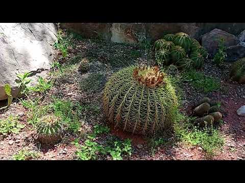 Captario Llamado Aires Indios en el  museo de Atahualpa Yupanqui cerro Colorado Córdoba Argentina 