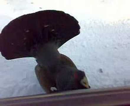 Hullu metso-Grazy capercaillie