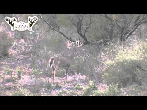 HUGE 13 point whitetail - Las Cuevas Ranch (Mexico)