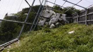 preview picture of video 'Les vautours du Verdon, alliés des éleveurs pour un équarrissage naturel.'